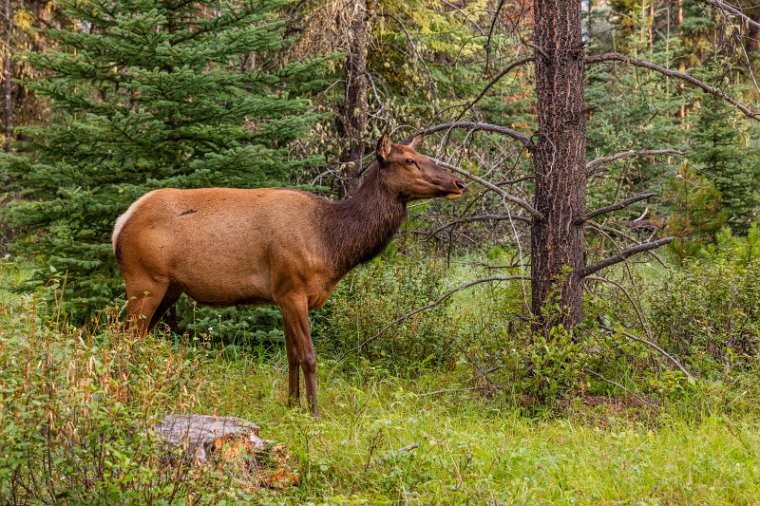 137 Canada, Jasper NP, wapiti.jpg